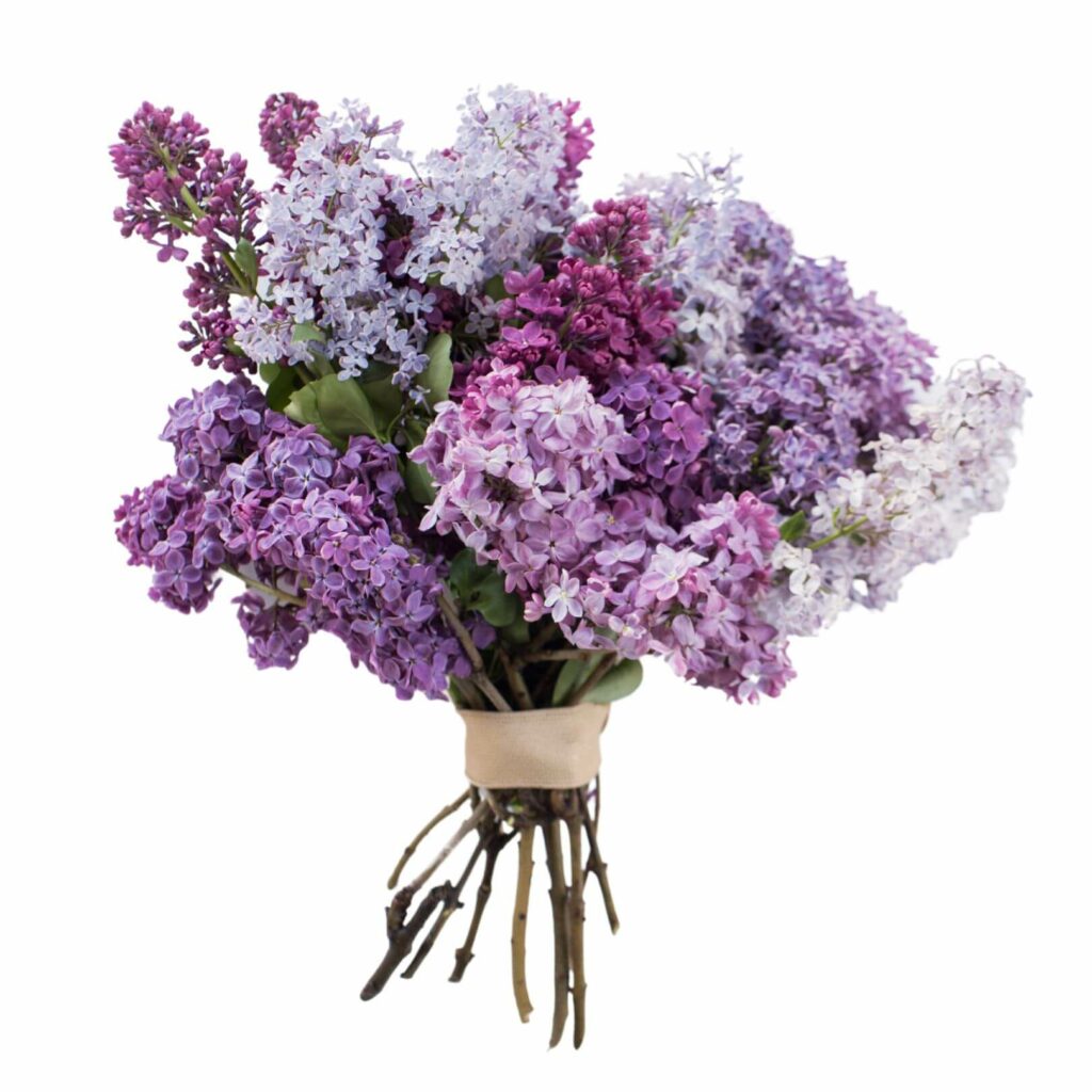 白色情人節送什麼花 -紫羅蘭