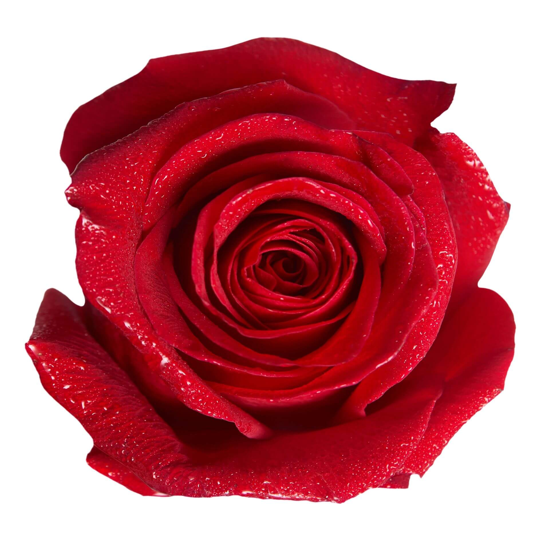 99枝玫瑰花, 99支玫瑰求婚, 99枝紅玫瑰 -pic06