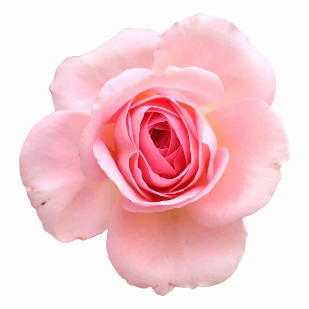 玫瑰花, 玫瑰花束, 玫瑰花花束 -pink