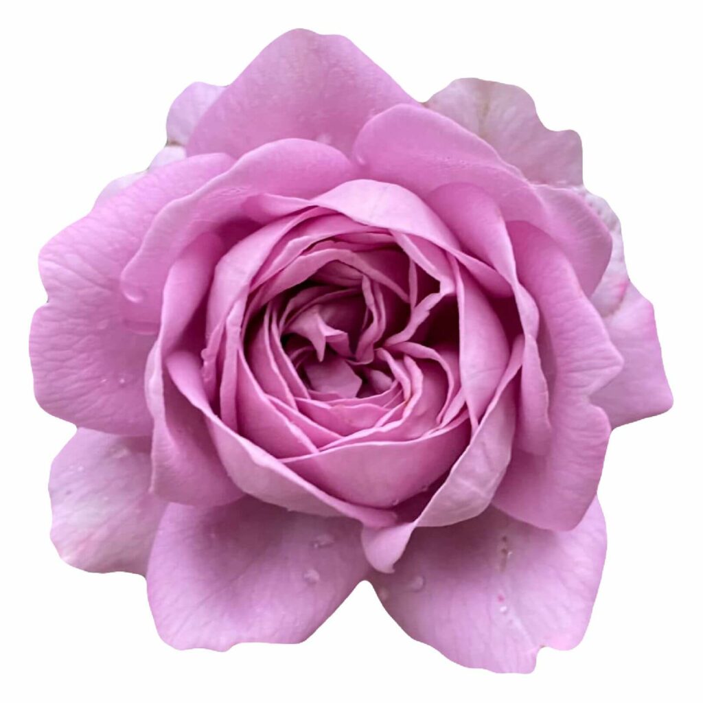 玫瑰花, 玫瑰花束, 玫瑰花花束 -purple