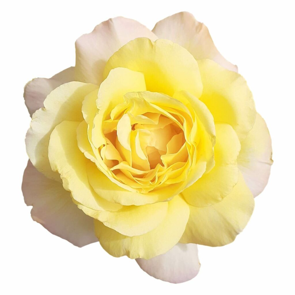 玫瑰花, 玫瑰花束, 玫瑰花花束 -yellow