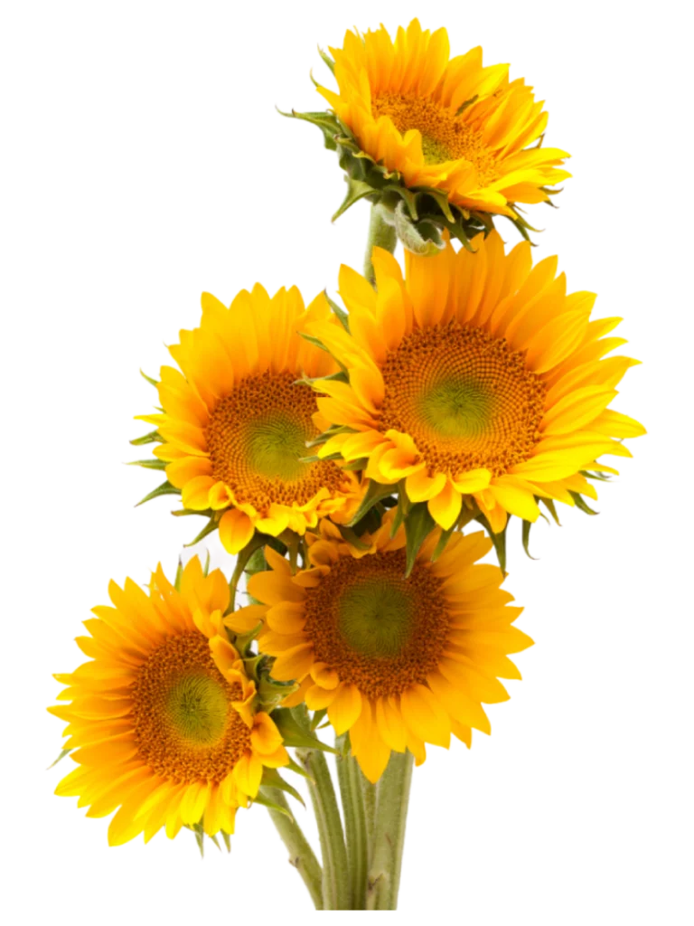 太陽花花束，太陽花束5